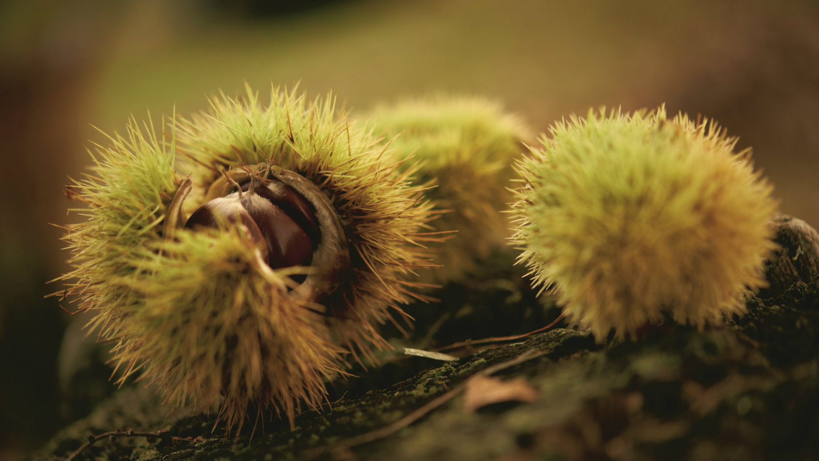 Le vie dell’autunno: dalla castagna allo zafferano